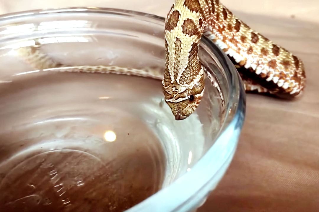 Змея пьет воду