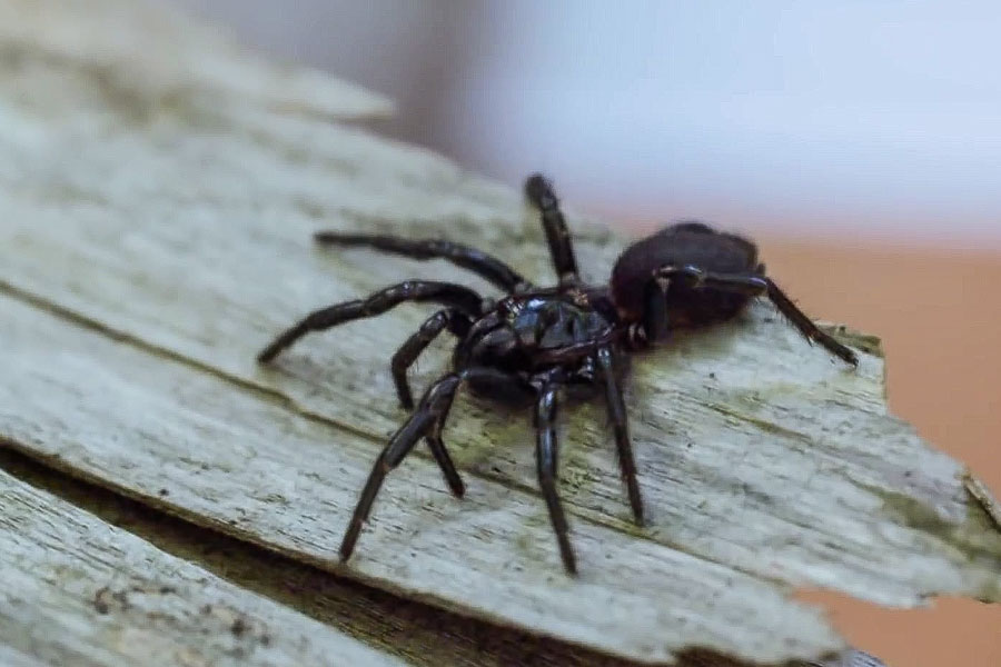 Сиднейский паук