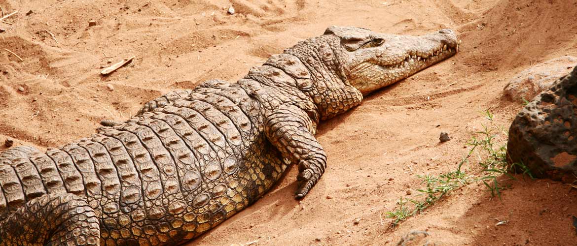 7 интересных фактов о крокодилах
